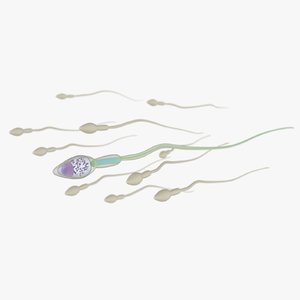 3D sperm