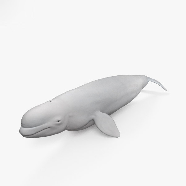 Beluga whale 3D - TurboSquid 1396671