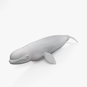 beluga whale 3D