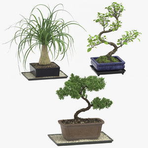 Bonsai Tree 3d Model Free