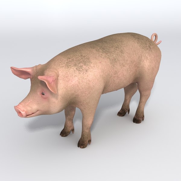 3d pig