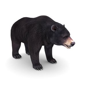 black bear 3D model