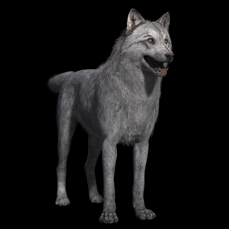 Free 3D grey wolf rig TurboSquid 1390070