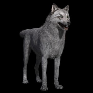 3D grey wolf rig