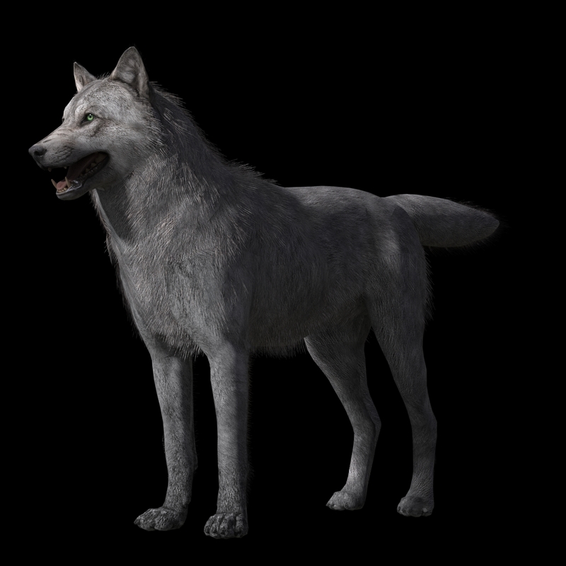 Free 3D grey wolf rig - TurboSquid 1390070