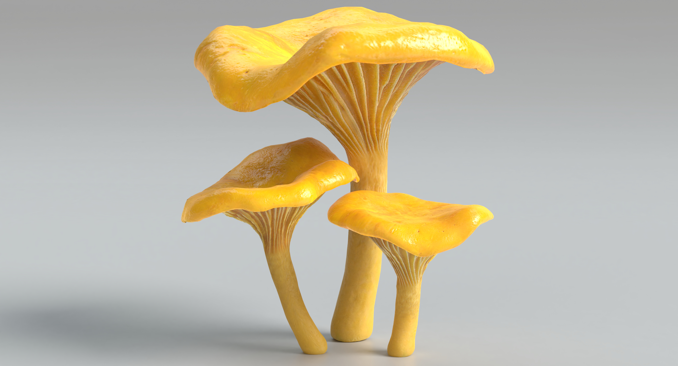chanterelle mushrooms 3d model