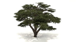 lebanon cedar tree 3D model