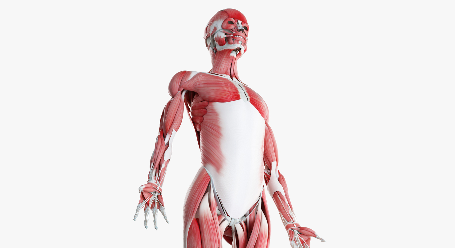 Female skin skeleton muscles 3D model - TurboSquid 1378454