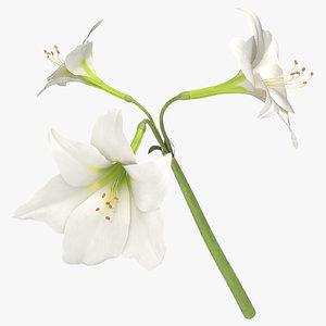 amaryllis white - 3D