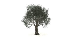 3D model olive tree
