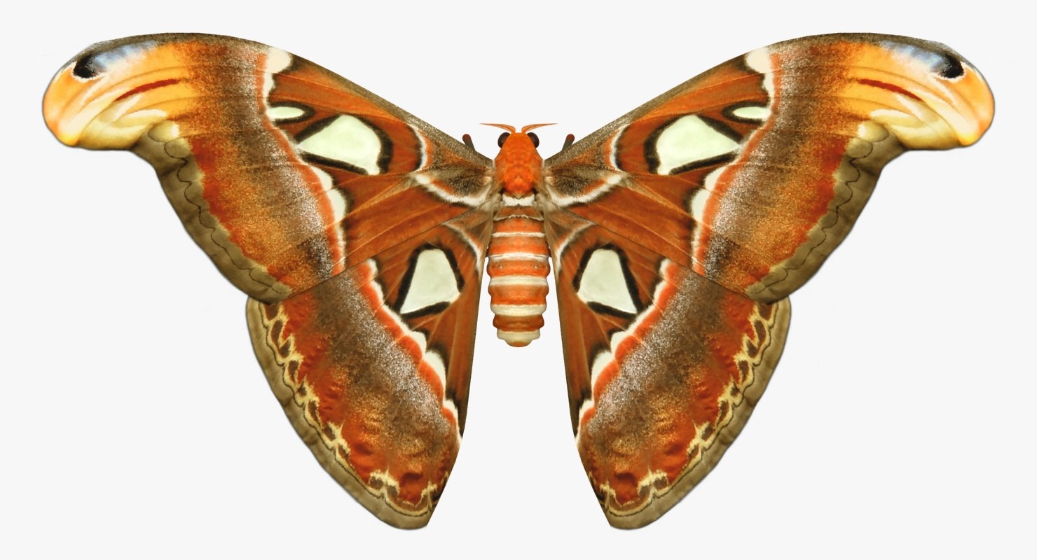 Attacus atlas размах крыльев