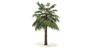 palmetto tree model
