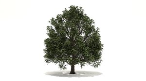 platanus tree 3D model
