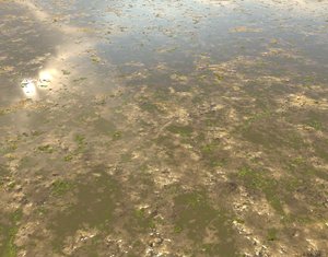 Muddy Water with algae Seamless PBR Texture