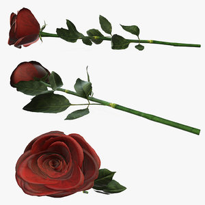 rose red single 3D model