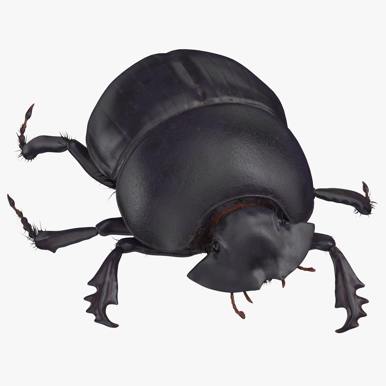 3d black scarab beetle