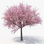 3D model sakura cherry pack 03