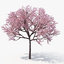 3D model sakura cherry pack 03