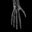 3D hand anatomy arm