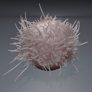 3D model cell lymphocyte