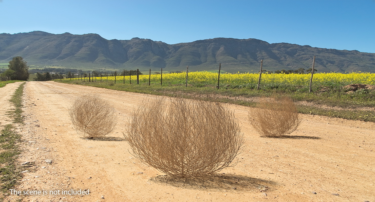 Desert tumbleweed tumbled 3D TurboSquid 1398401