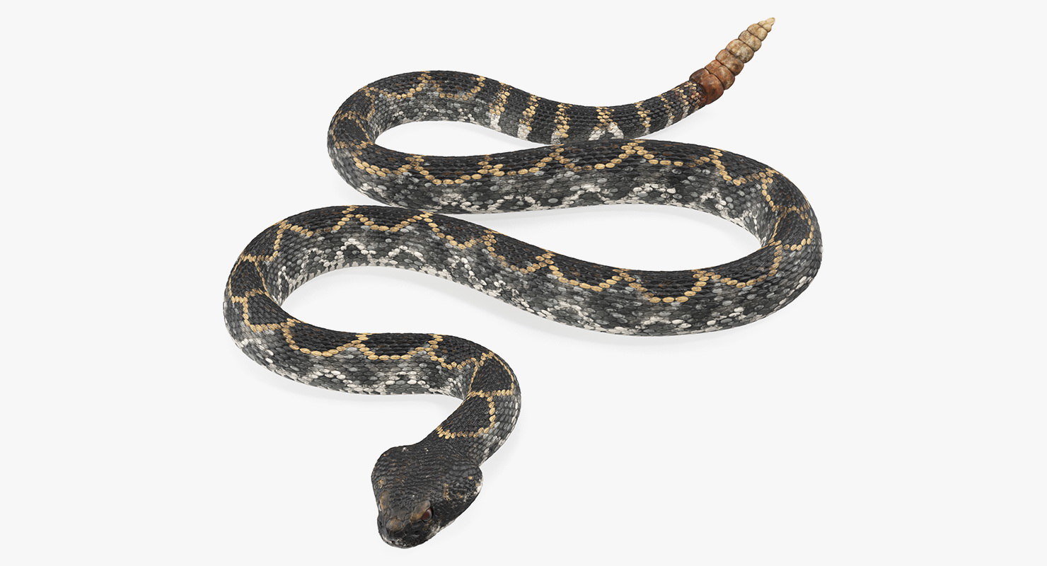 3D dark rattlesnake crawling pose TurboSquid 1398398