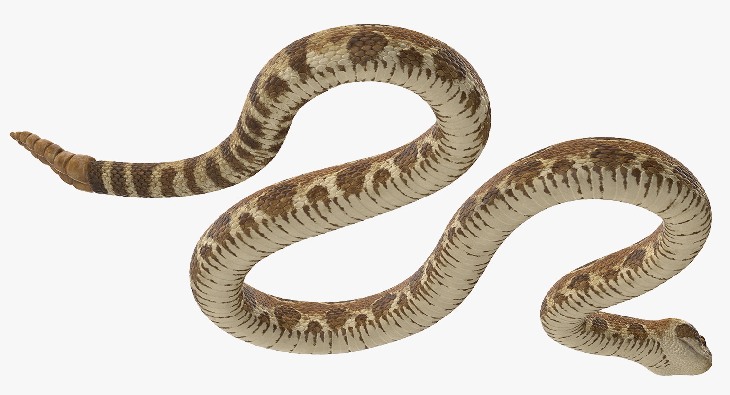 light rattlesnake crawling pose 3d model
