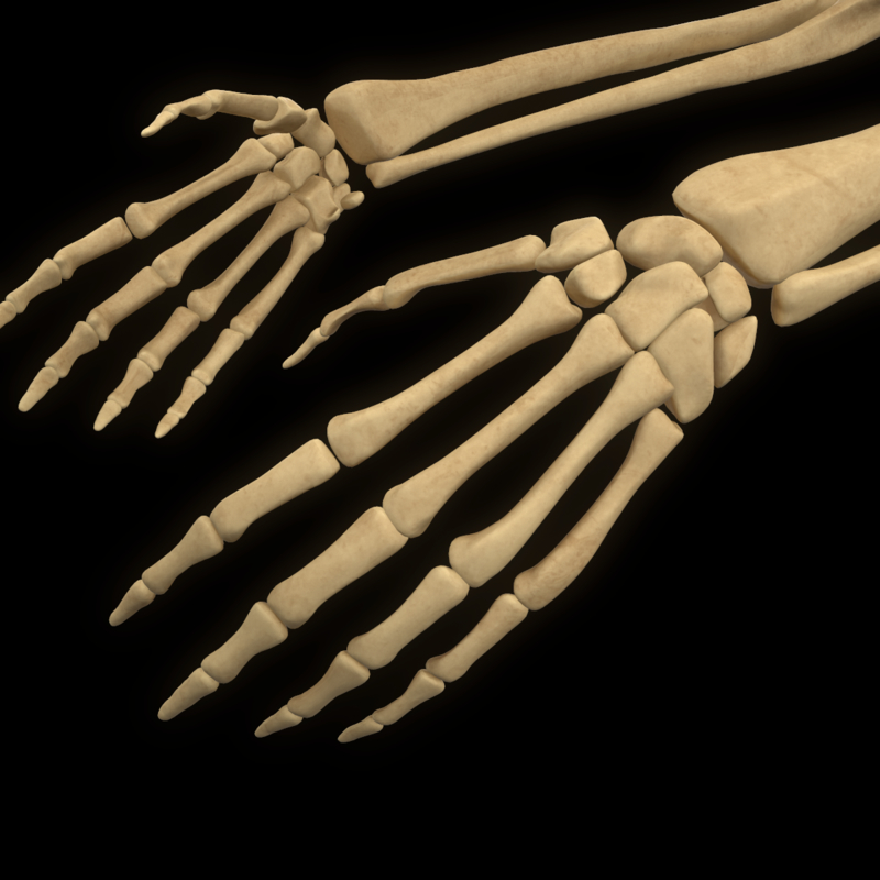 Bone Anatomy 3d. Muscle Anatomy 3d t-Spine. Tube Bone Anatomy 3d.