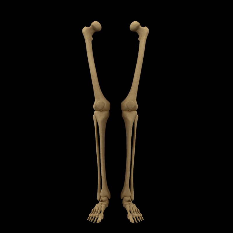 Bone 3d. Берцовая кость 3д модель. Малоберцовой кости 3д модель. Берцовая кость анатомия 3d. Скелет ноги.