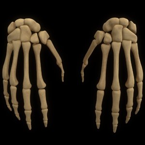 3D model hand arm bone anatomy