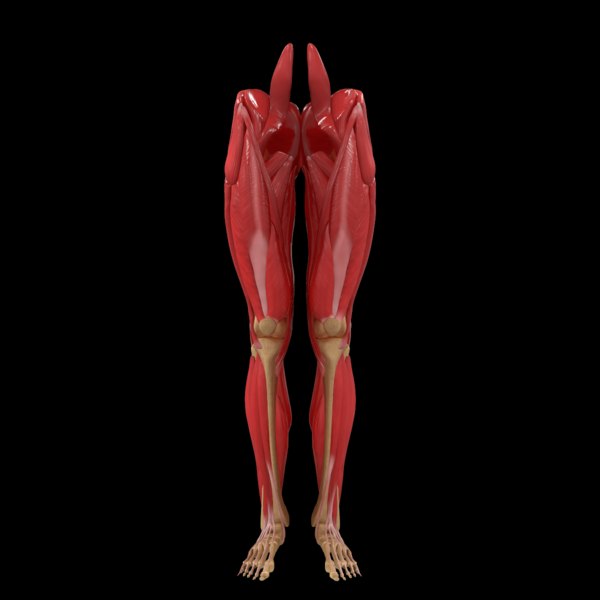 人間の足筋肉骨の解剖学3dモデル Turbosquid