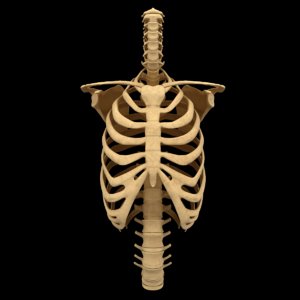 3D torso bone anatomy spine