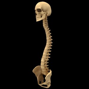 spine anatomy skull spinal column model