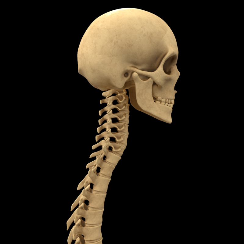 Spine anatomy skull spinal column model - TurboSquid 1398590