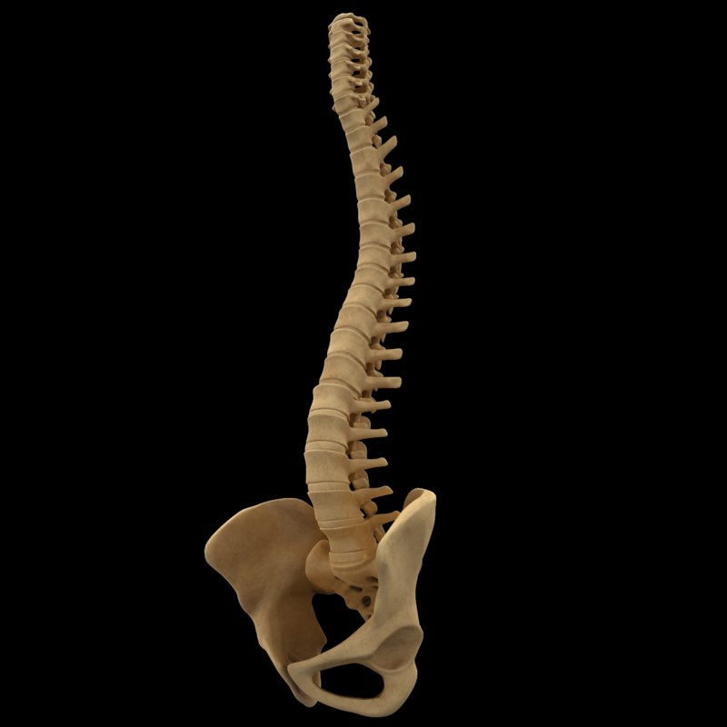 Free 3D model spine anatomy spinal column TurboSquid 1398585