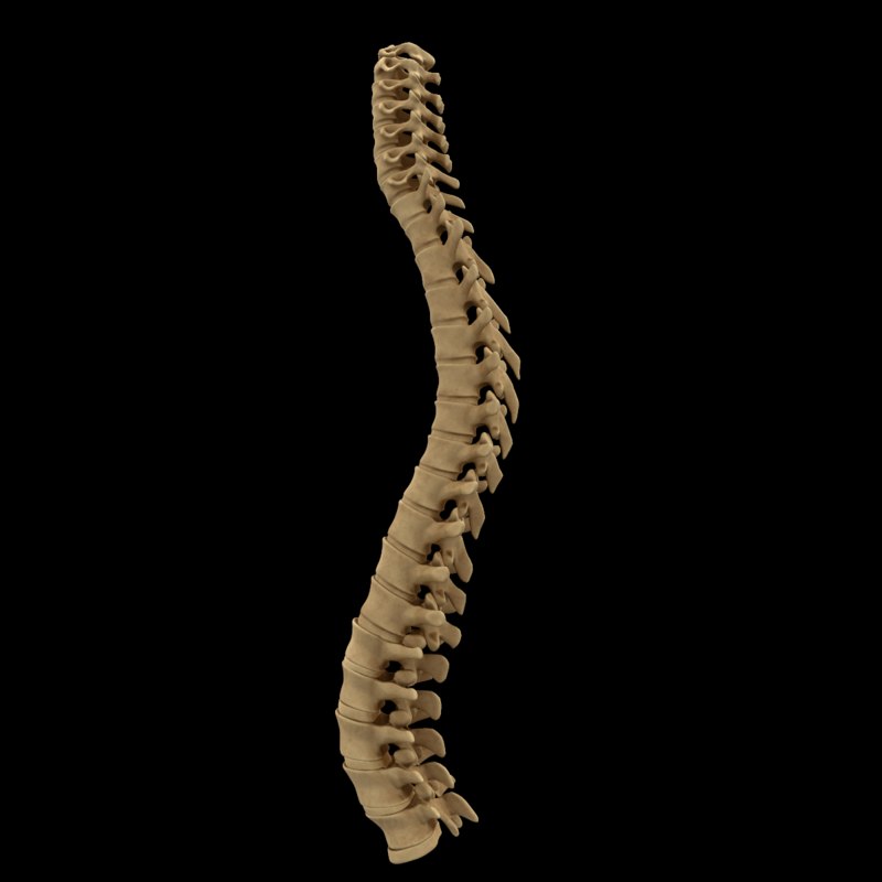 Spine anatomy skull spinal column model - TurboSquid 1398590