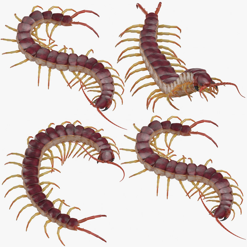 Centipedes standing coiled 3D model - TurboSquid 1398901