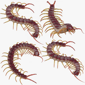 centipedes standing coiled 3D model