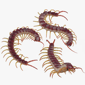 3D centipedes poses