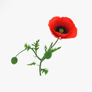 3D poppy flowers plant model