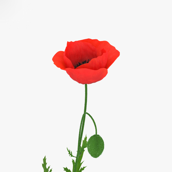 3D poppy flowers plant model - TurboSquid 1398627