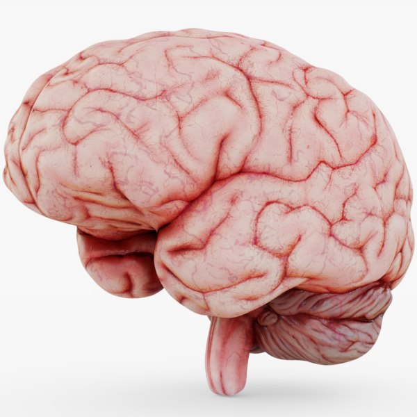 脳のハロウィーン3dモデル Turbosquid