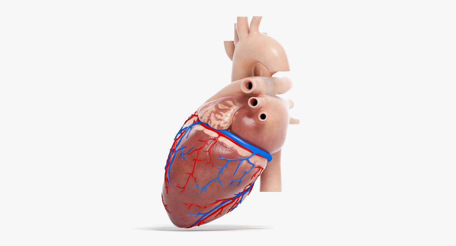 人类心脏动画(专业版)3d模型