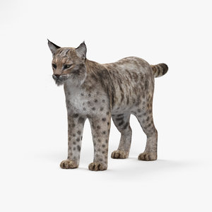 bobcat cat hd 3D model