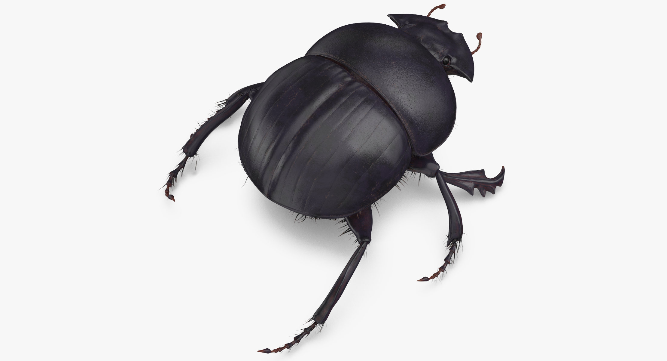 3d black scarab beetle