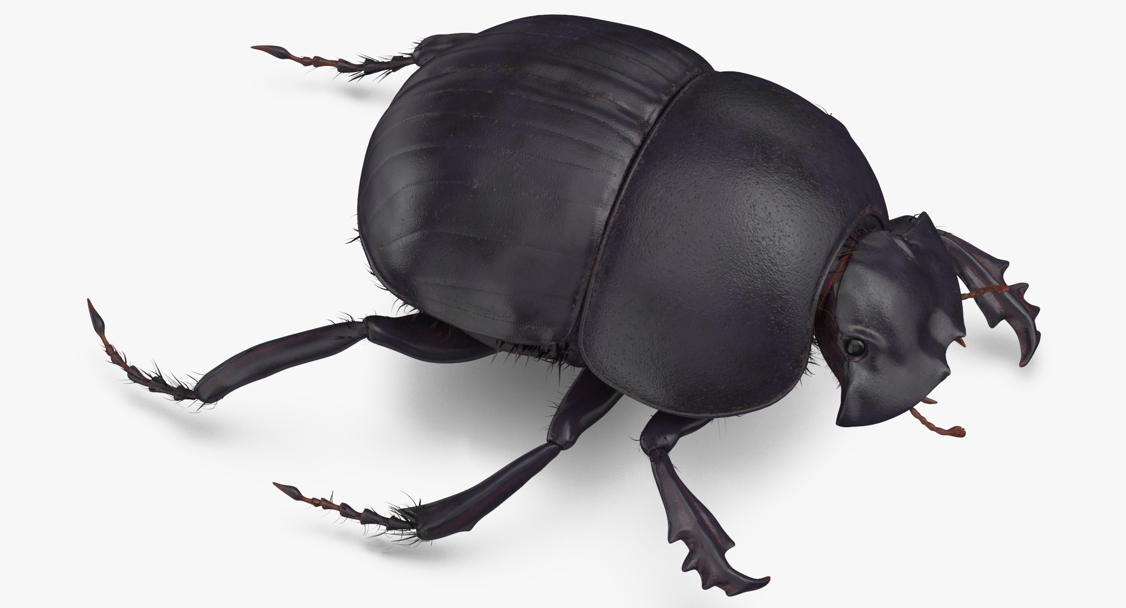3d black scarab beetle