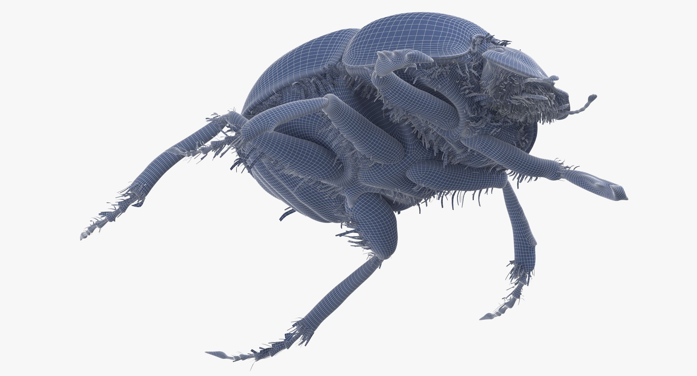 3d black scarab beetle