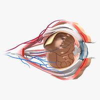 3D Other eye anatomy vision