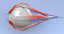 3D eye section