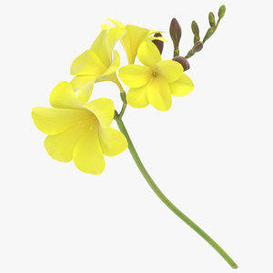 freesia yellow - model